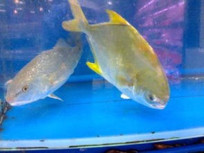 铿鱼和金枪鱼怎么区分