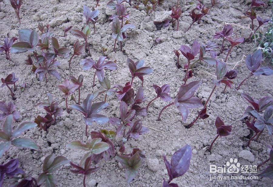 白芍高产种植方法