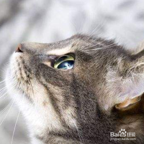 母猫不绝育怎么养