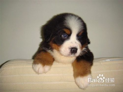 怎么养伯恩山犬