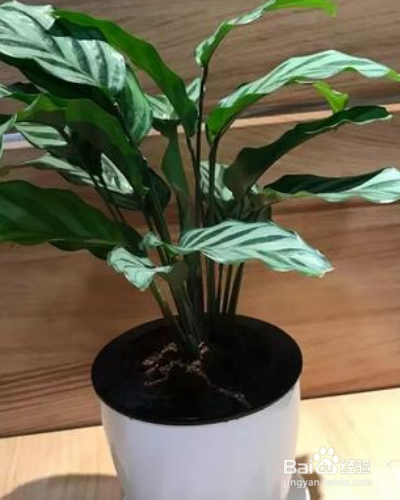 常绿草本植物猫眼竹芋如何养殖？