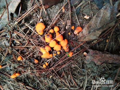 初冬怎么吃#包谷菌鲜汤