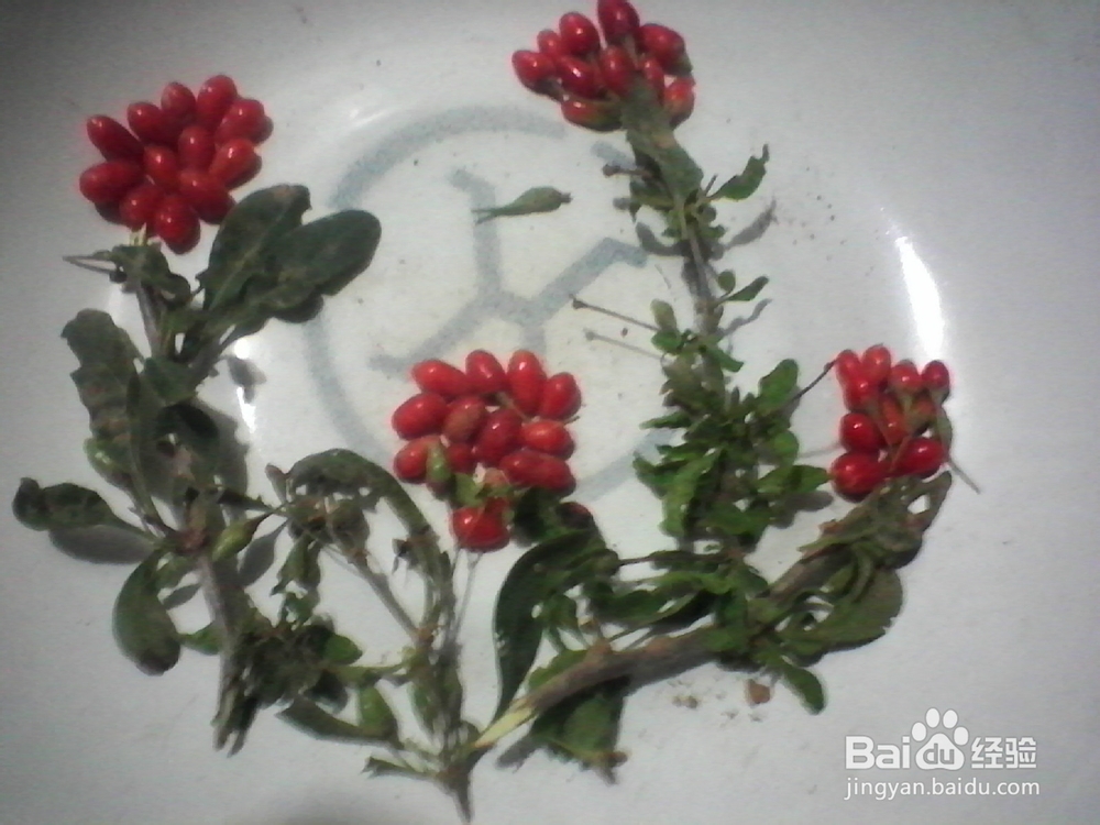 折纸剪贴画：[7]花花世界
