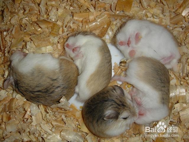 仓鼠的肢体表情的含义（详细说明）