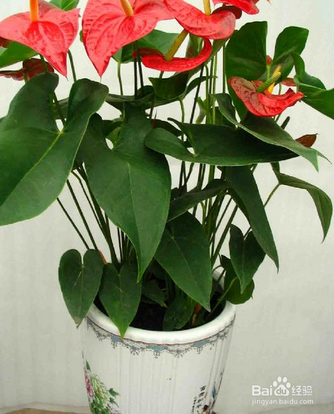 养殖花草招小虫子怎么办?