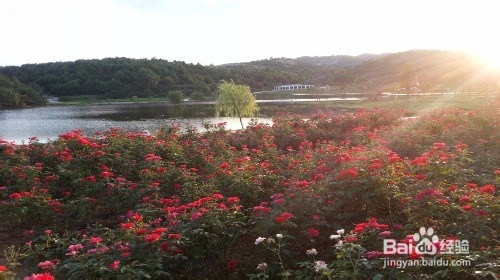 黄陂木兰玫瑰花园旅游攻略