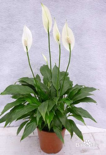 一帆风顺的养殖方法和注意事项