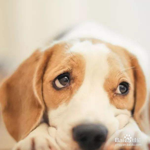 小金毛拉稀拉水是怎么了？