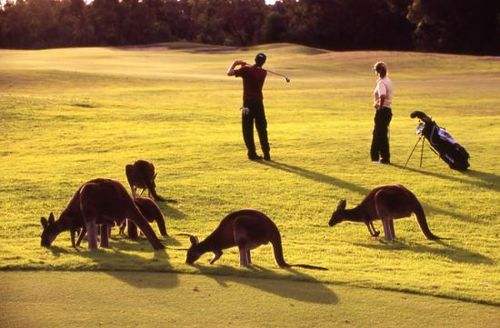 西澳大利亚高尔夫之旅攻略