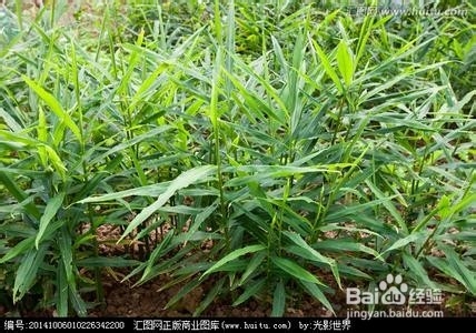 生姜的那些事儿——生姜妙用