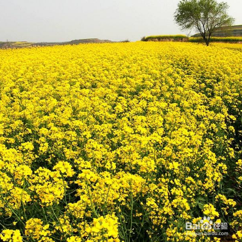 油菜的种植方法和注意事项