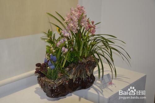 客厅宜放的植物