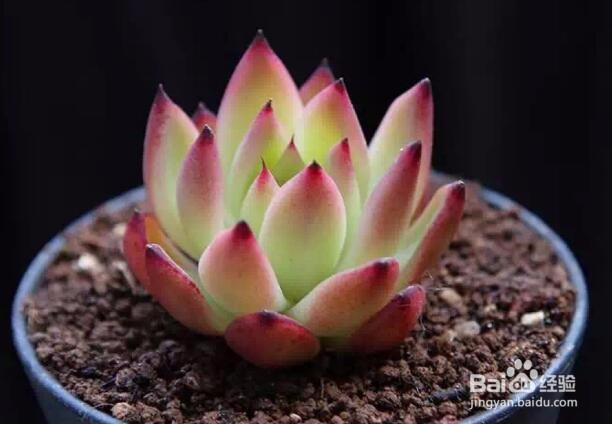 怎么养好多肉？