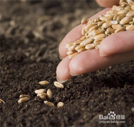 三七的功效,不清楚的点击查看