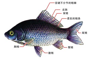 鳍对鱼运动的作用
