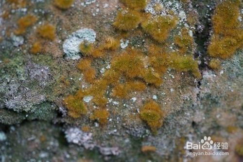 苔藓发霉怎么办呢？