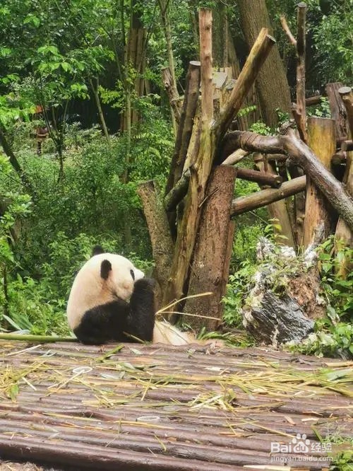 熊猫基地旅游攻略