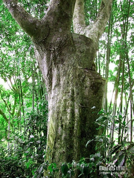 沉香的几大优势