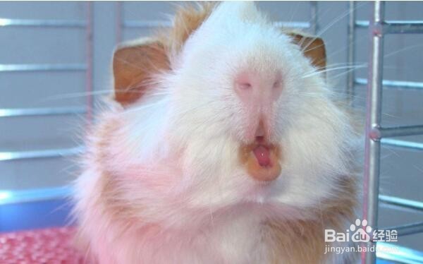 荷兰猪感冒了怎么办啊?