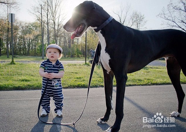 宠物狗与孩子亲密合影，真的是很温馨快乐！