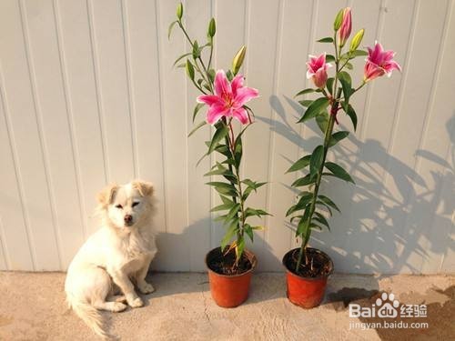 如何种植百合花