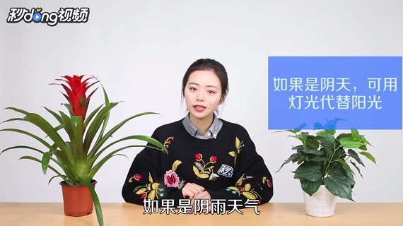 如何养殖鸿运当头花