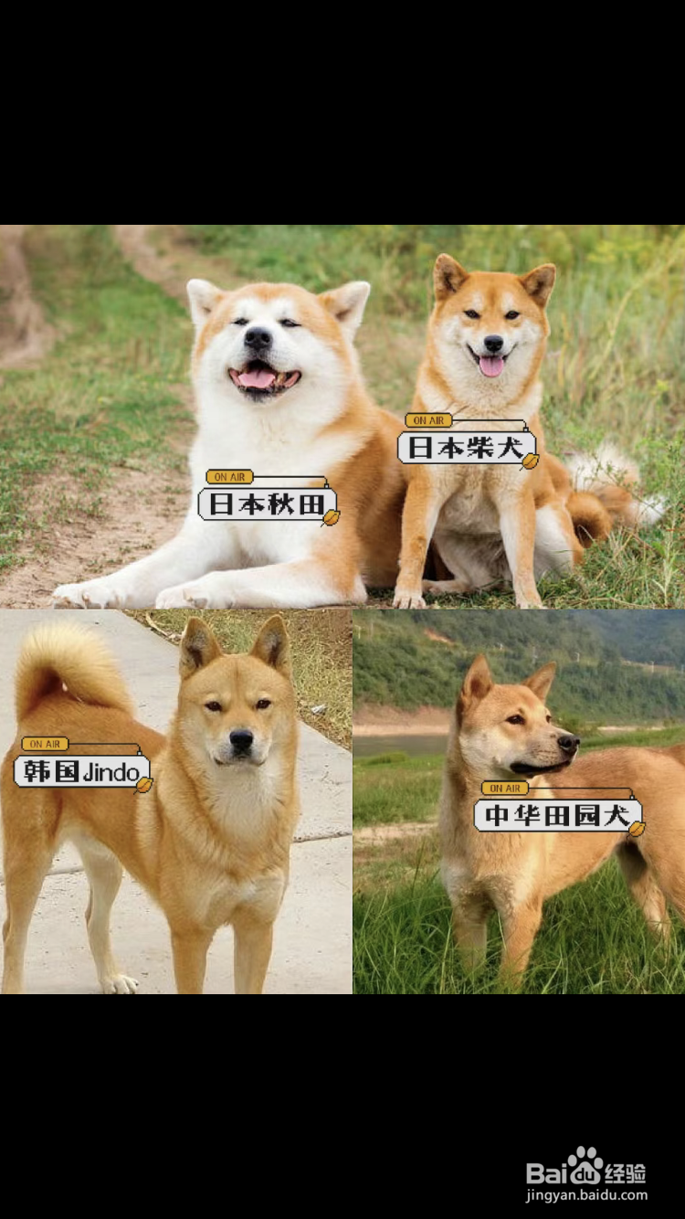 如何区分中华田园犬、土狗和柴犬