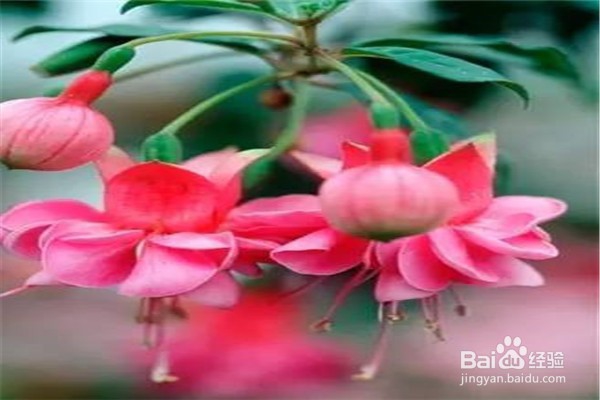 倒挂金钟的养殖方法和注意事项有什么?