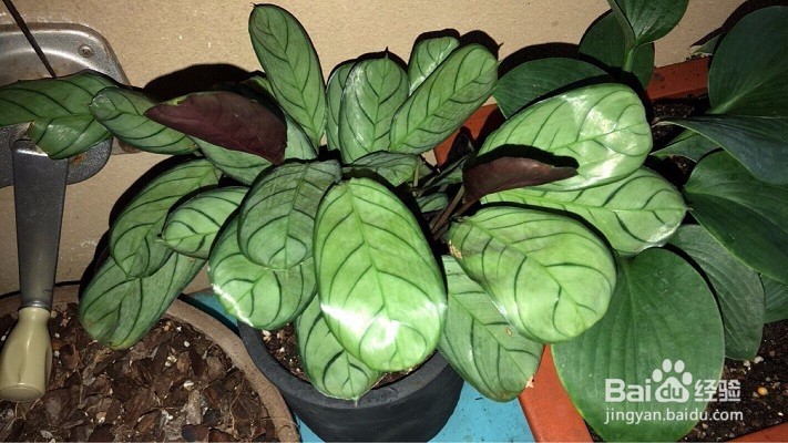 青纹竹芋的养殖方法