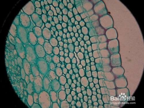 植物叶子制作玻片标本方法