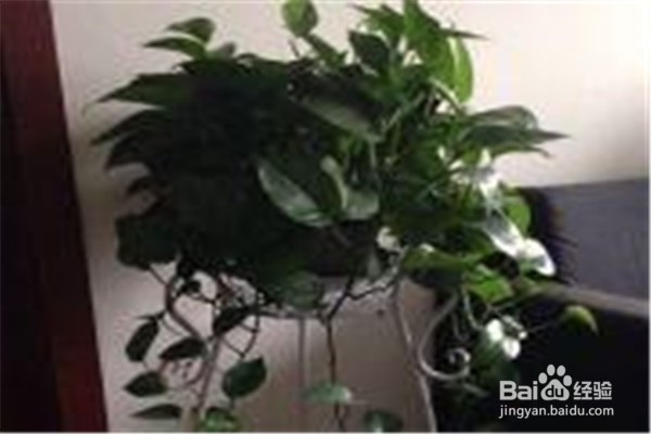 绿萝怎么养？