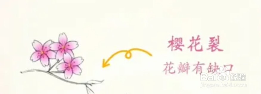春天来了，你知道怎样区分各种花常见吗...