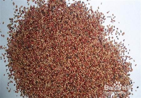 草莓苗白粉病如何防治？