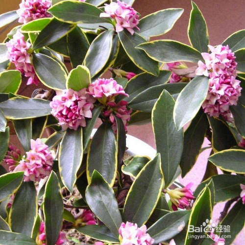 瑞香花叶子发黄怎么办