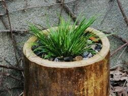 菖蒲的种植方法视频