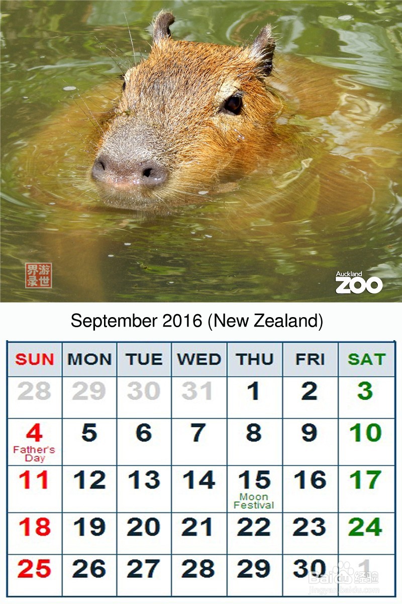 2016年 新西兰动物年历 原创