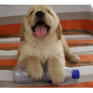 一定要知道的幼犬饲养注意事项