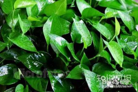 雾霾天,这20种花摆在家里最吸霾!