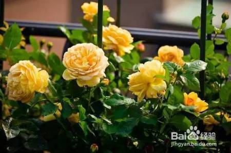 老花农的一颗月季真漂亮，难怪给他多少钱都不换