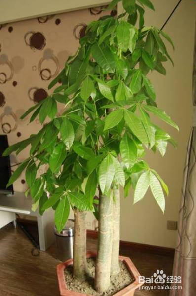 花盆边戳个洞，埋点它，花猛蹿狂长，叶子长成绿瀑布!