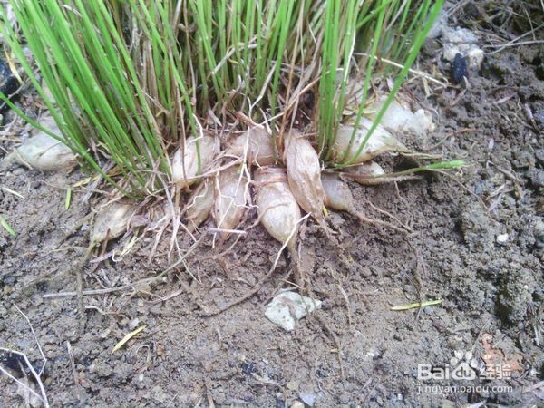 如何快速把麦冬晒干