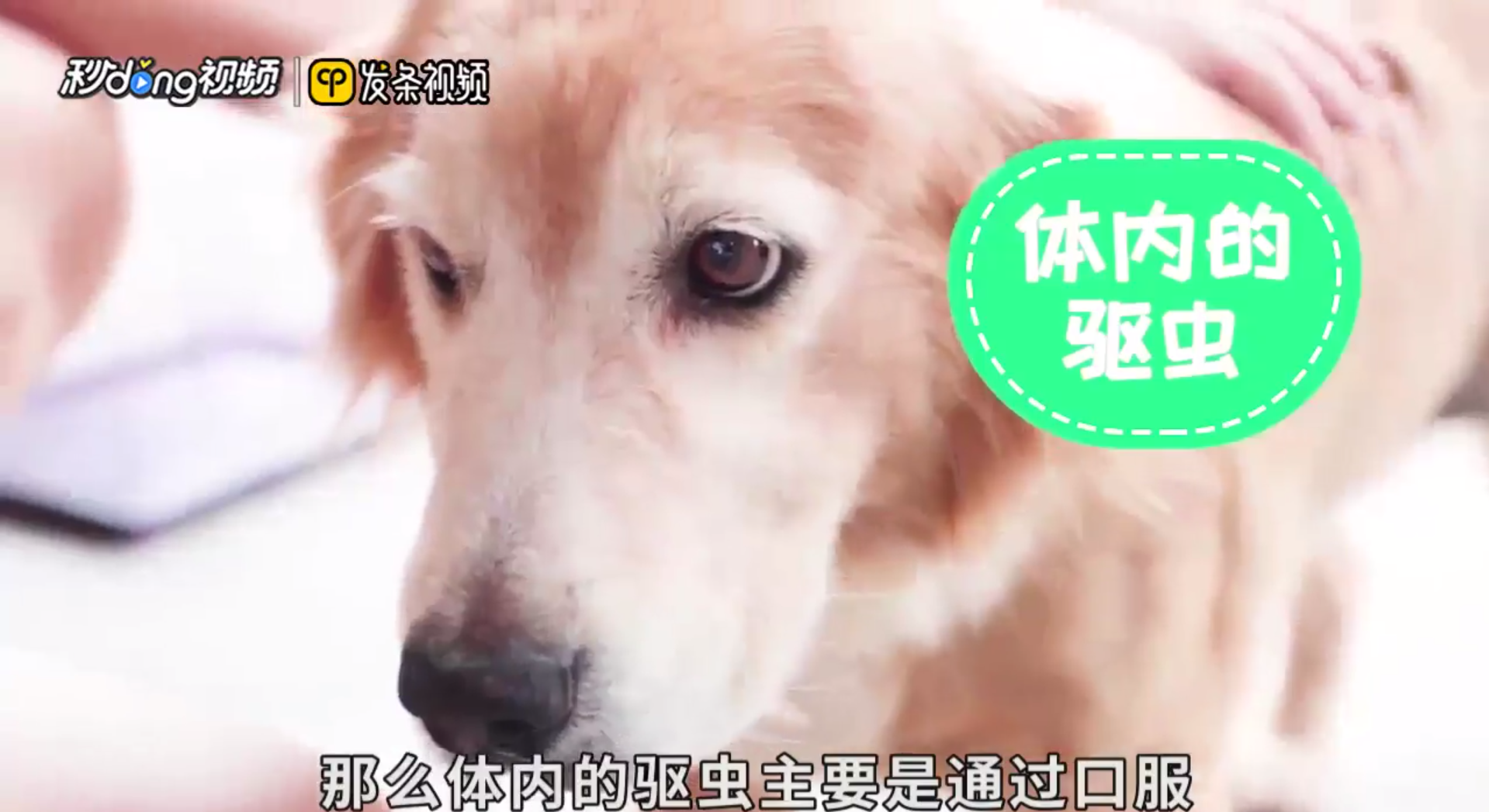 如何正确的给狗狗进行体内体外驱虫