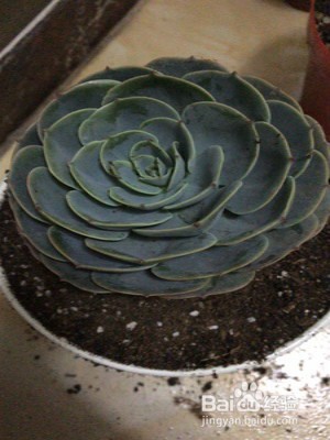 石莲花的养护技巧有什么?