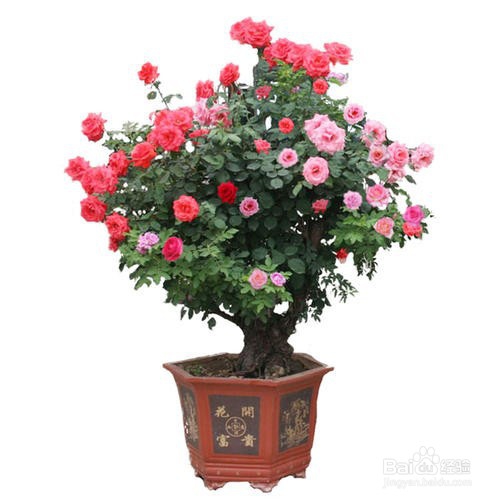 常见的盆景植物材料有哪些？选择的标准详解