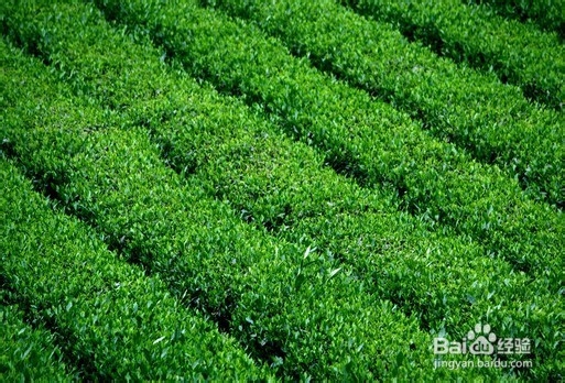 济世冬凌草茶