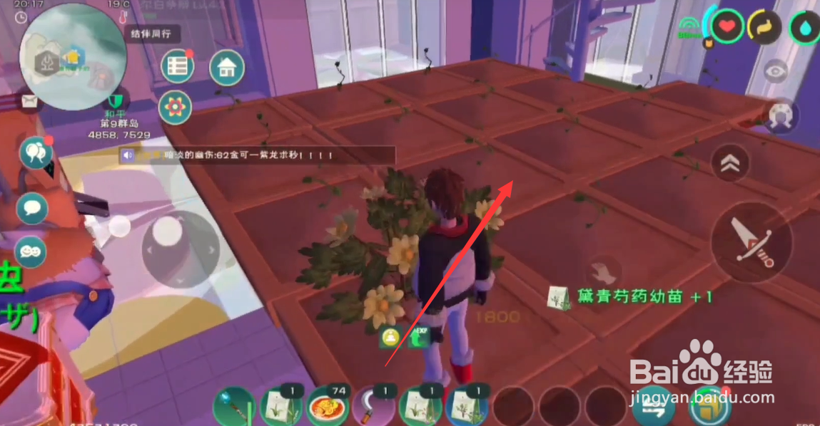 创造与魔法龙草种子怎么获得
