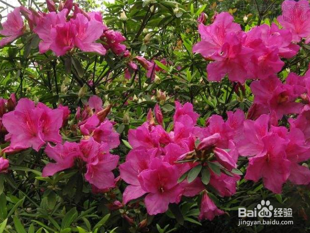 养殖春娟需要注意什么？