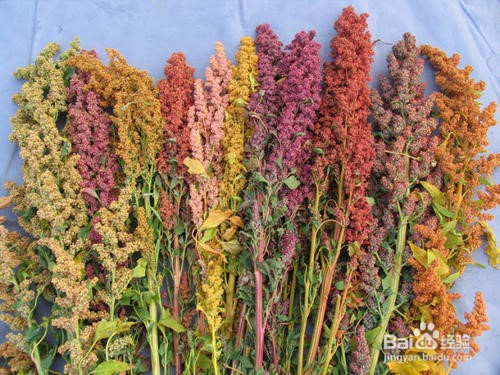 煮饭放一把“它”，便秘、三高、肥胖远离你！