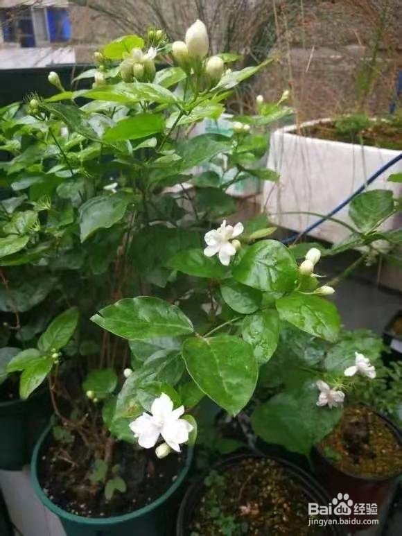 养花别乱换盆，否则黄叶枯萎不开花，越长越差