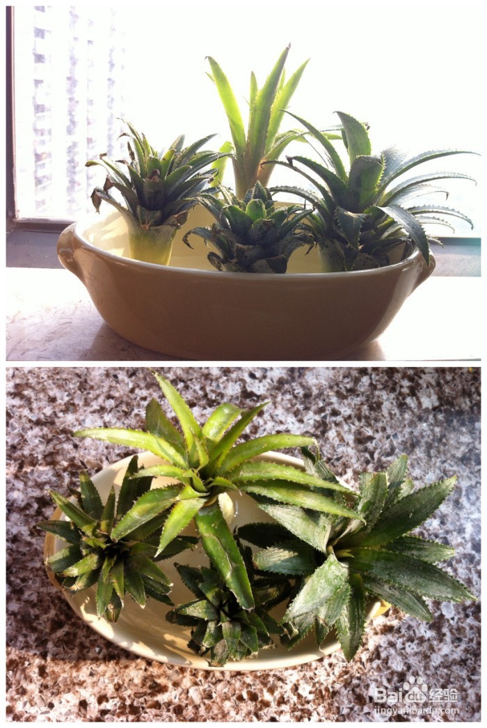 阳台适合种植的水果